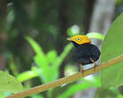 Manakin à tête d'or