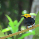 Manakin à tête d'or