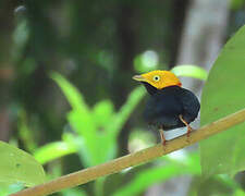 Golden-headed Manakin