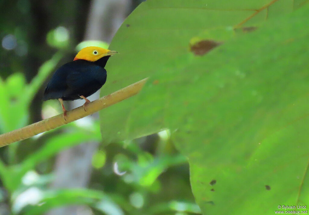 Manakin à tête d'or mâle adulte