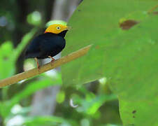 Manakin à tête d'or