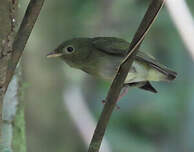 Manakin à tête d'or