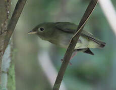 Manakin à tête d'or