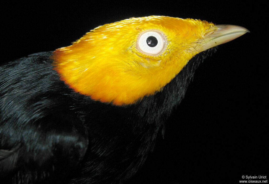 Manakin à tête d'or
