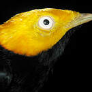 Manakin à tête d'or