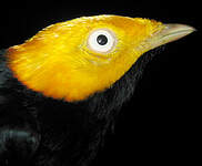 Manakin à tête d'or