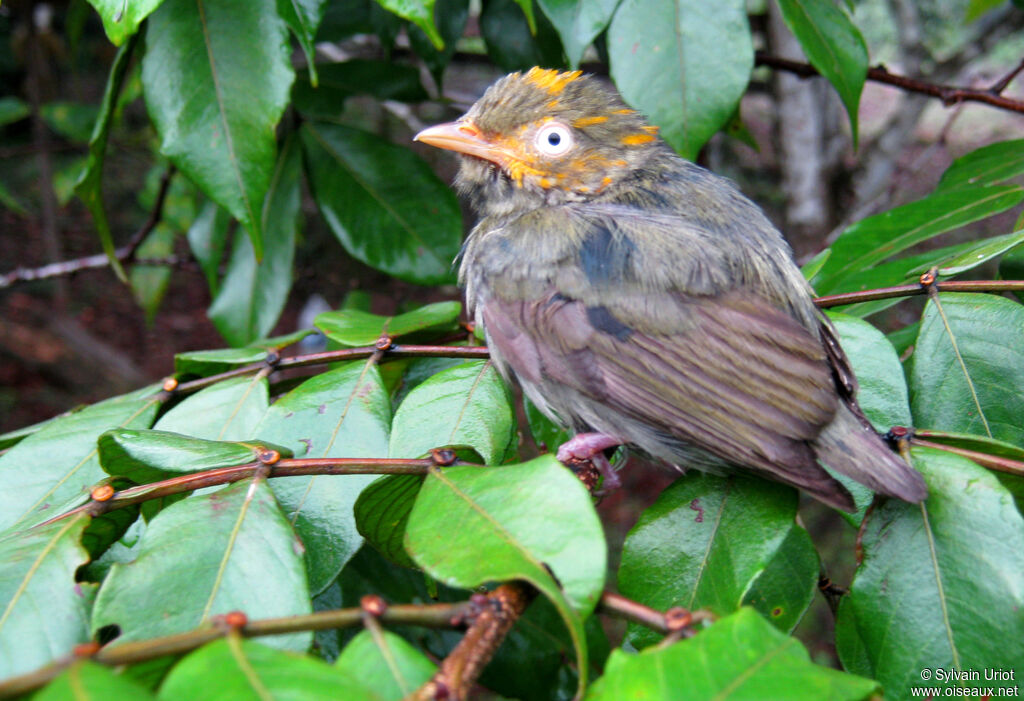 Golden-headed Manakin male Third  year