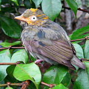 Golden-headed Manakin