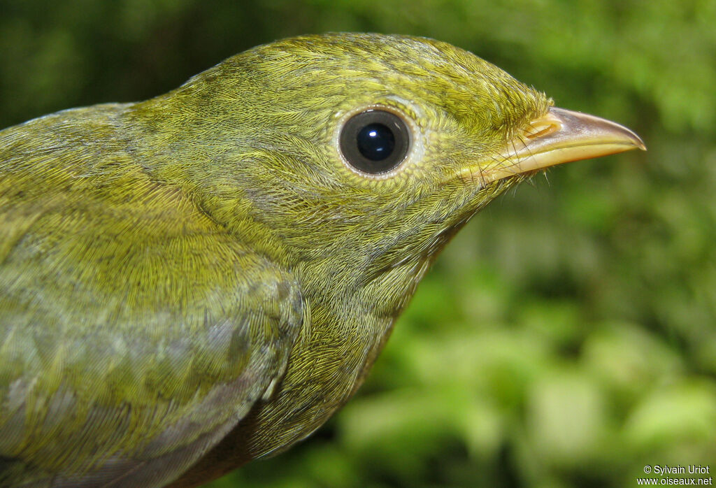 Manakin à tête d'or femelle adulte