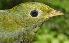 Manakin à tête d'or