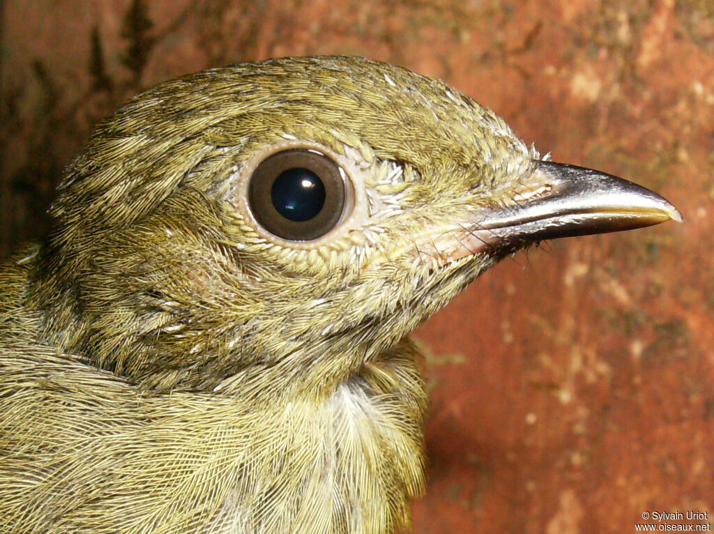 Manakin à tête d'orimmature