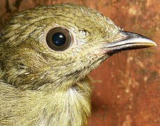 Manakin à tête d'or