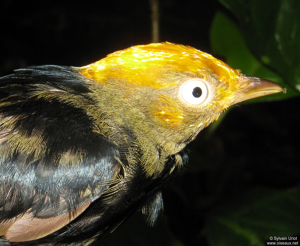 Manakin à tête d'or mâle 3ème année