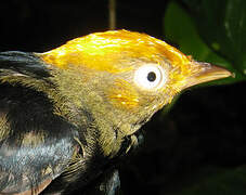 Golden-headed Manakin