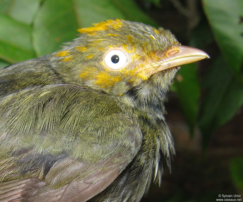 Golden-headed Manakin male Third  year