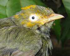 Golden-headed Manakin