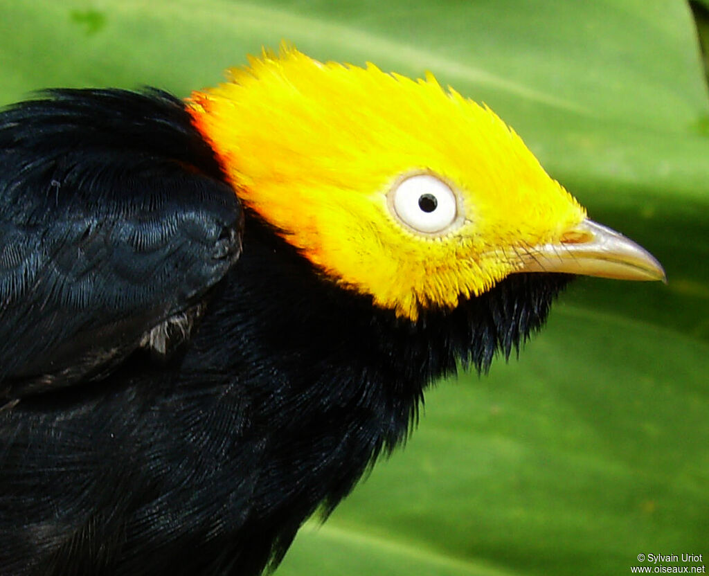 Manakin à tête d'or mâle adulte