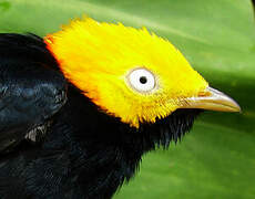 Golden-headed Manakin