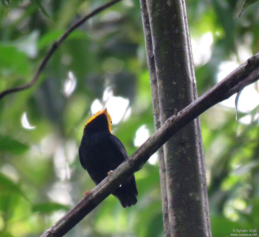 Manakin à tête d'or mâle adulte