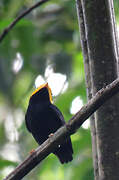 Golden-headed Manakin