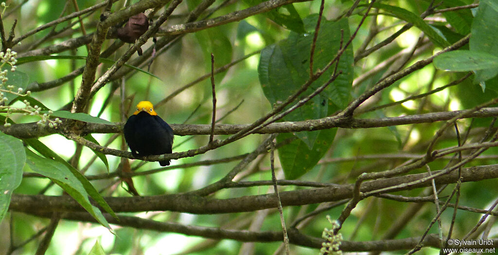 Manakin à tête d'or mâle adulte