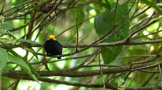 Manakin à tête d'or