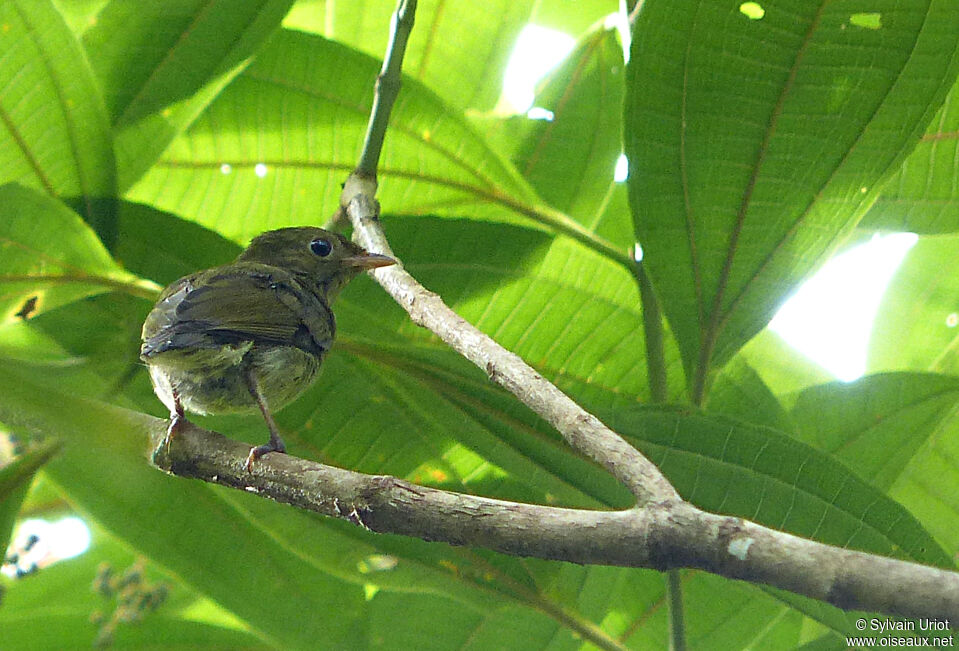 Manakin à tête d'or femelle adulte