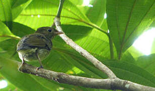 Golden-headed Manakin