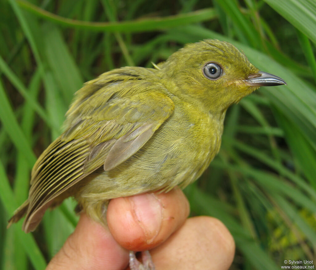 Crimson-hooded Manakin