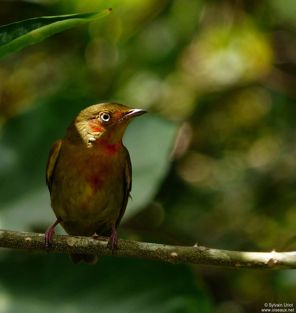 Crimson-hooded Manakin male Third  year