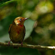 Crimson-hooded Manakin