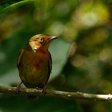 Manakin auréole