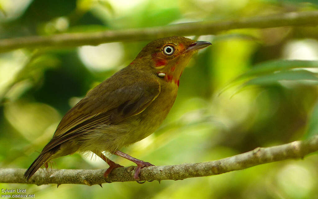 Manakin auréole mâle 3ème année