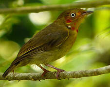 Crimson-hooded Manakin