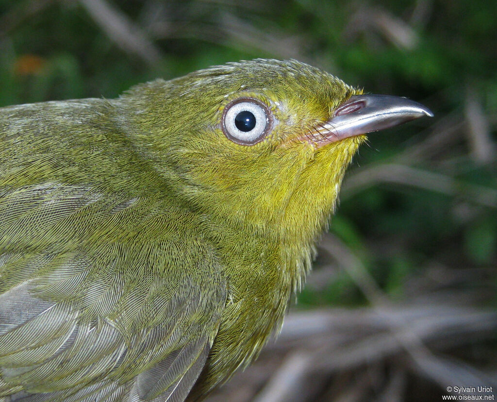 Crimson-hooded Manakin female adult