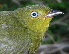 Crimson-hooded Manakin