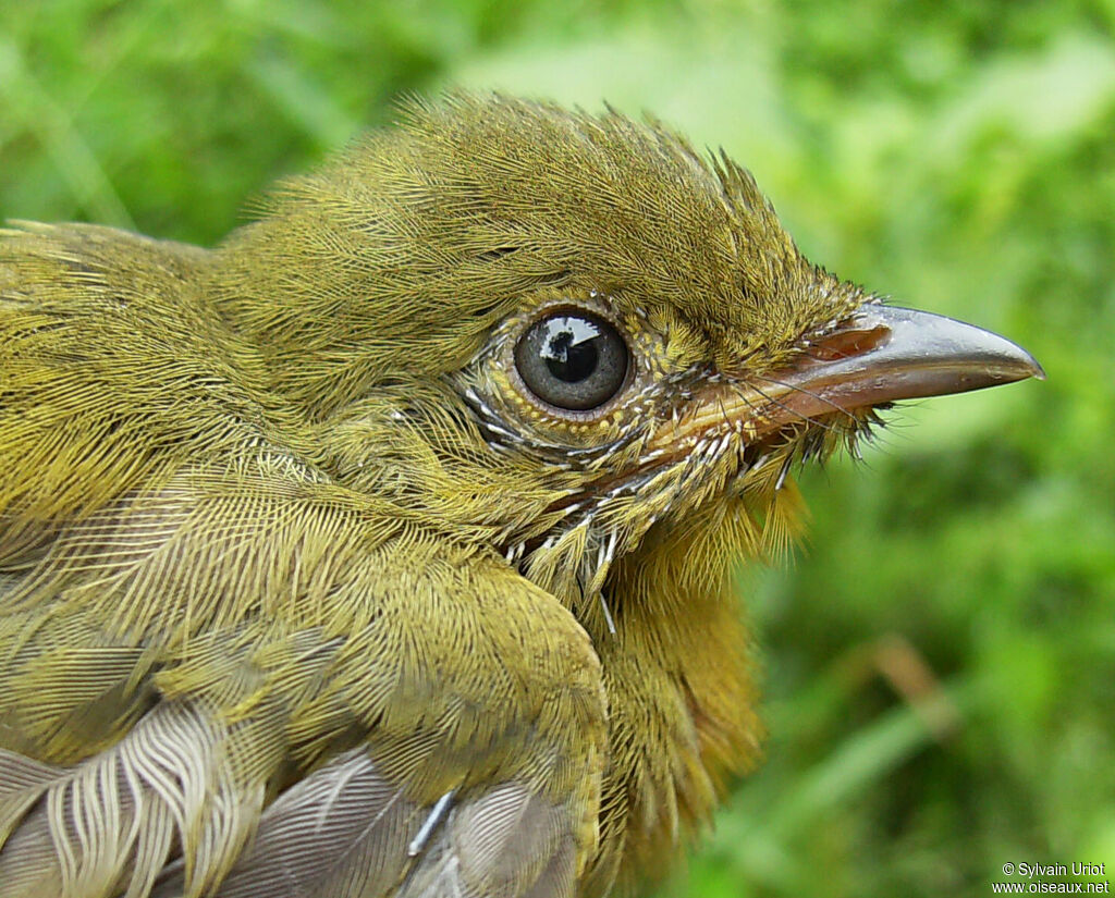 Crimson-hooded Manakinimmature