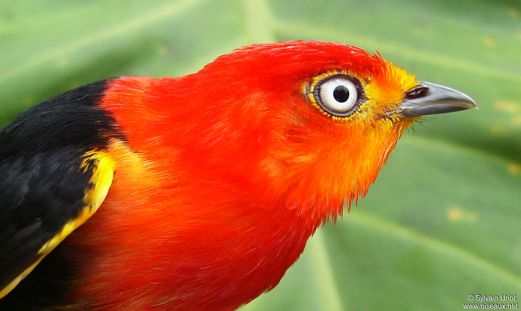 Crimson-hooded Manakin male adult