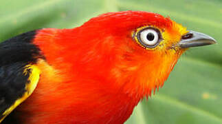 Crimson-hooded Manakin