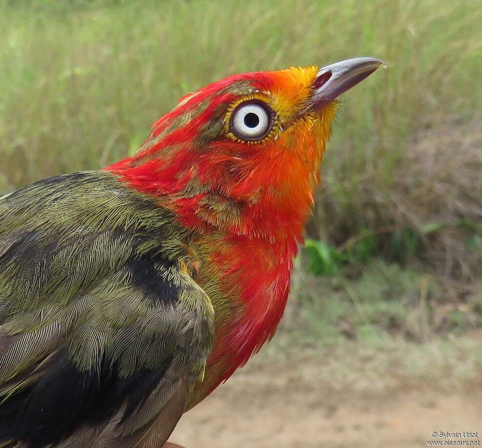 Crimson-hooded Manakin male Third  year