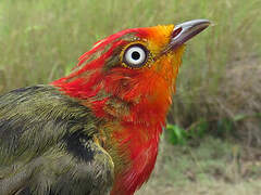 Crimson-hooded Manakin