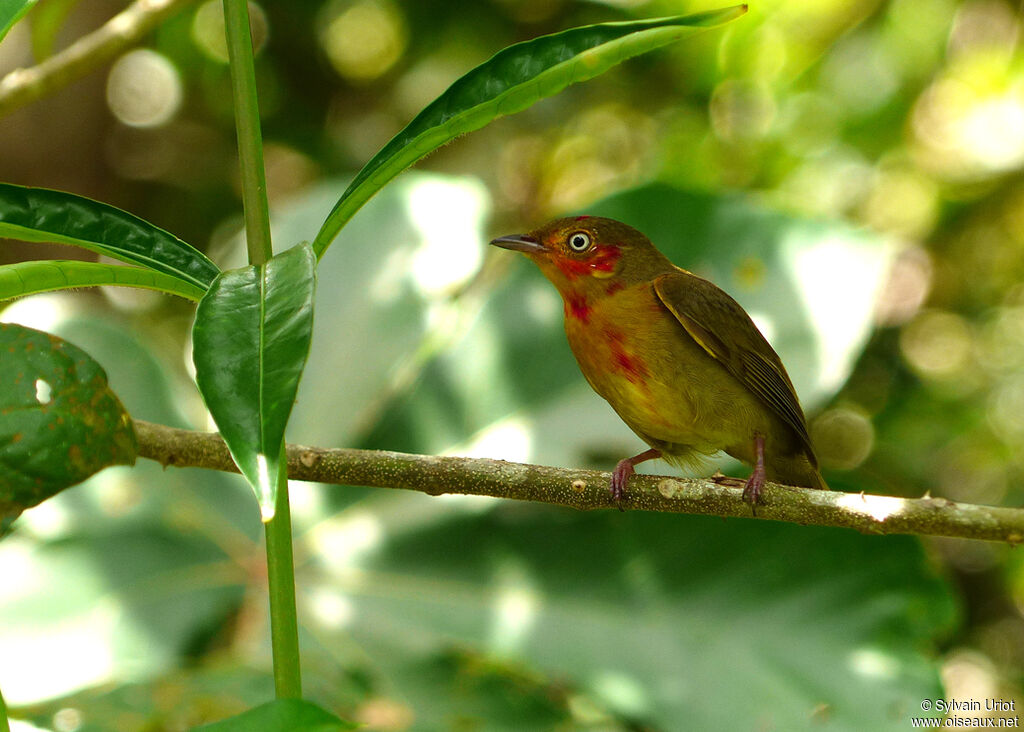 Crimson-hooded Manakin male subadult