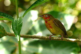 Crimson-hooded Manakin