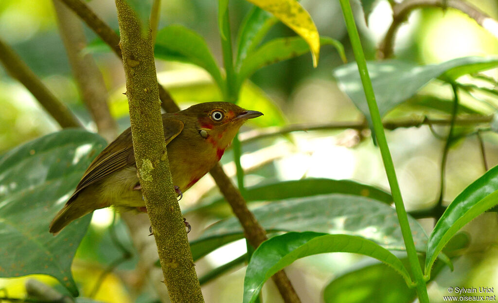 Crimson-hooded Manakin male subadult