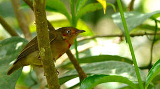 Crimson-hooded Manakin