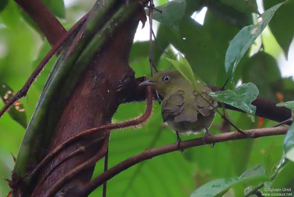 Crimson-hooded Manakin female adult