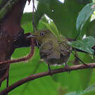 Manakin auréole