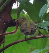 Crimson-hooded Manakin