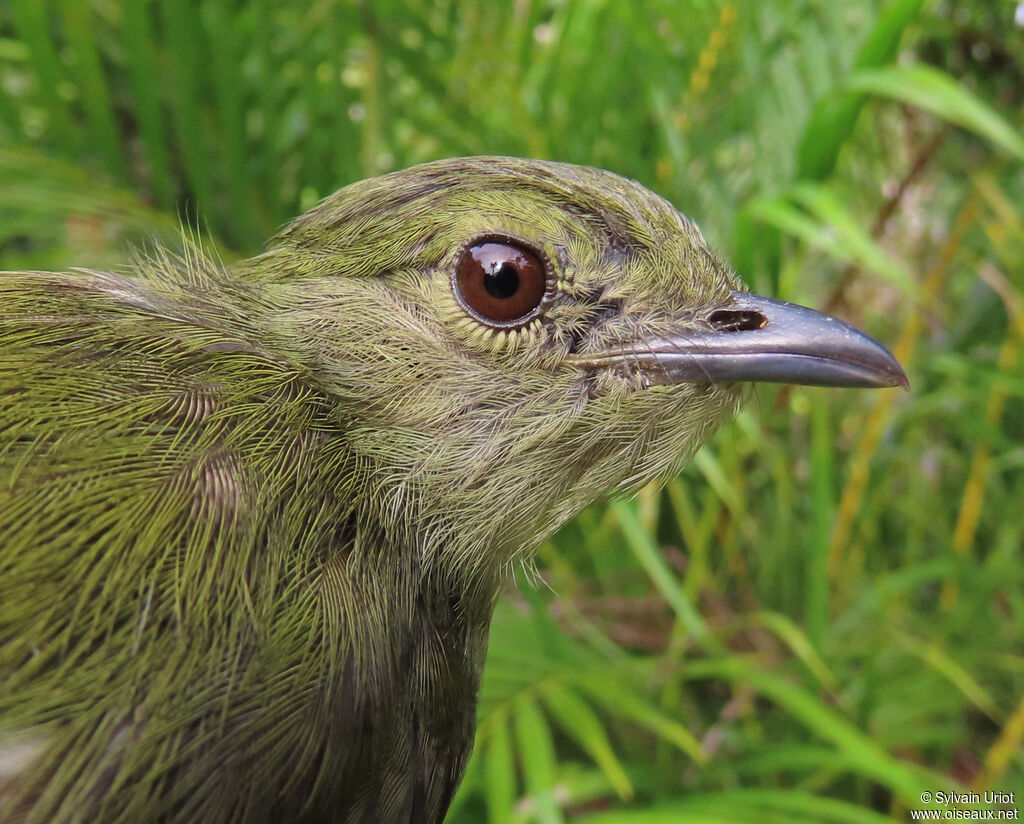 Manakin casse-noisette