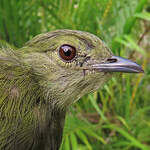 Manakin casse-noisette